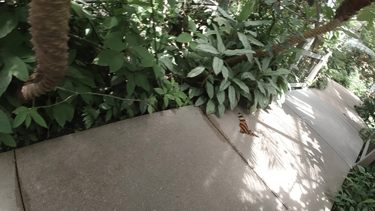 Early view down the Colorado sanctuary walkway, with the camera angled toward the concrete path, leafy plant beds, and no visible people.