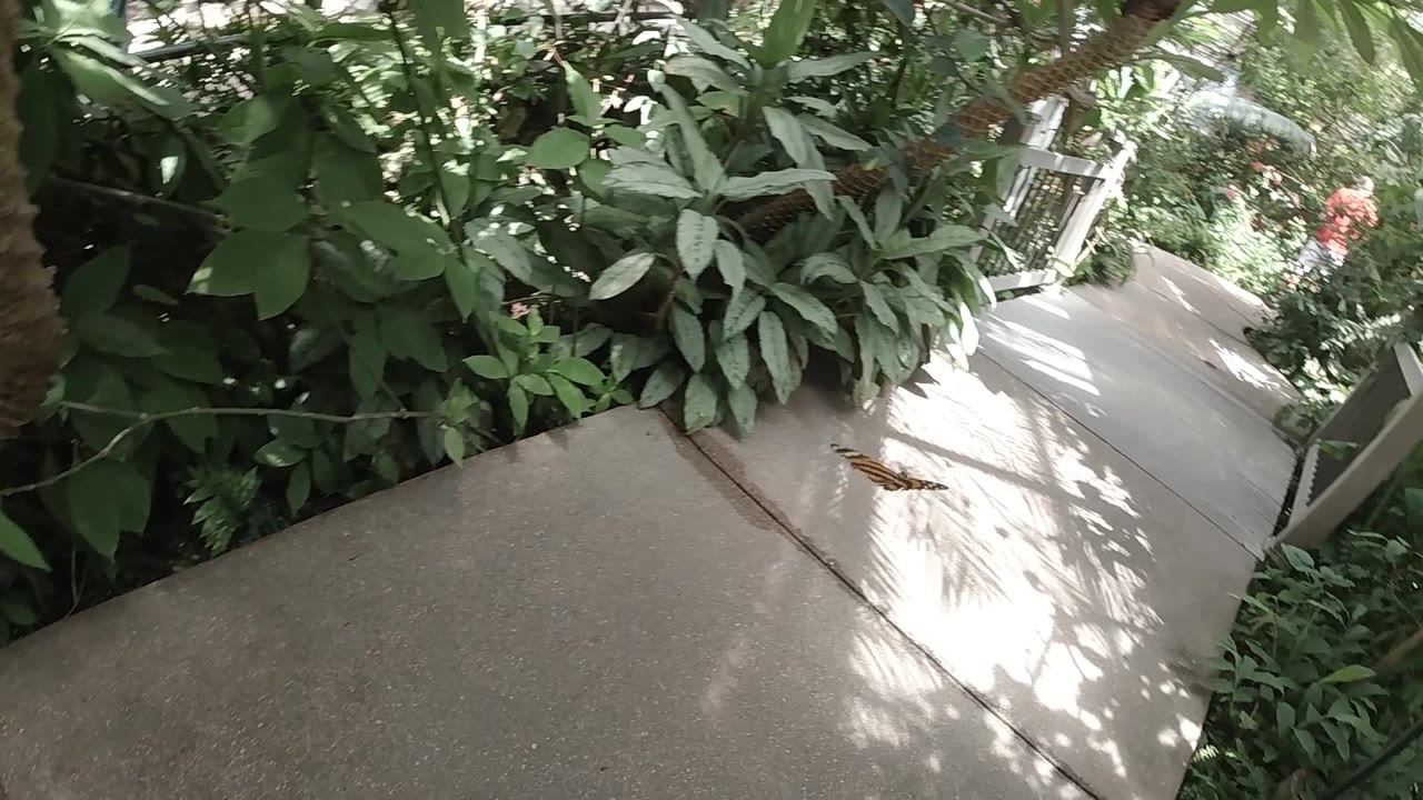 Curving concrete walkway bordered by dense plants and a white rail ahead.
