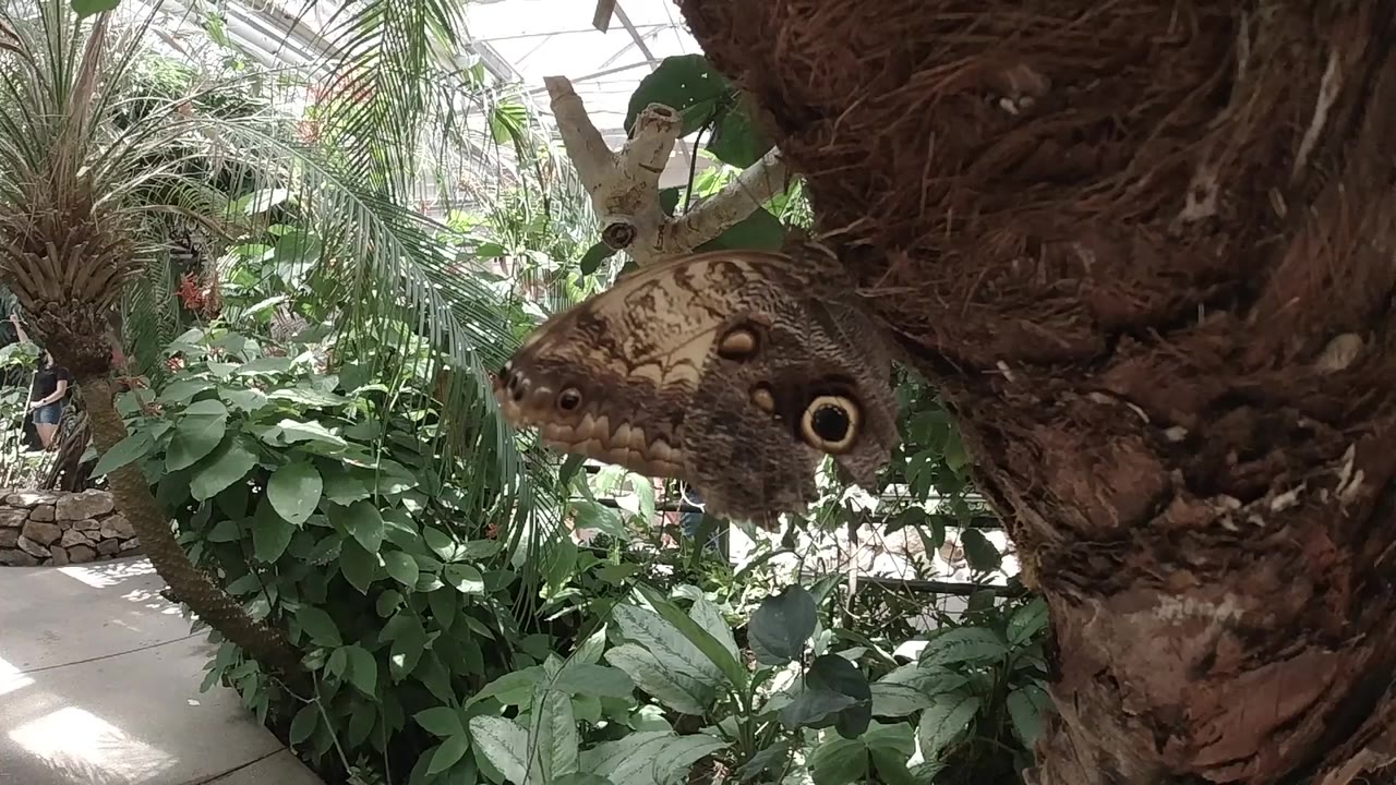 Brown butterfly on rough bark beside green sanctuary plants.