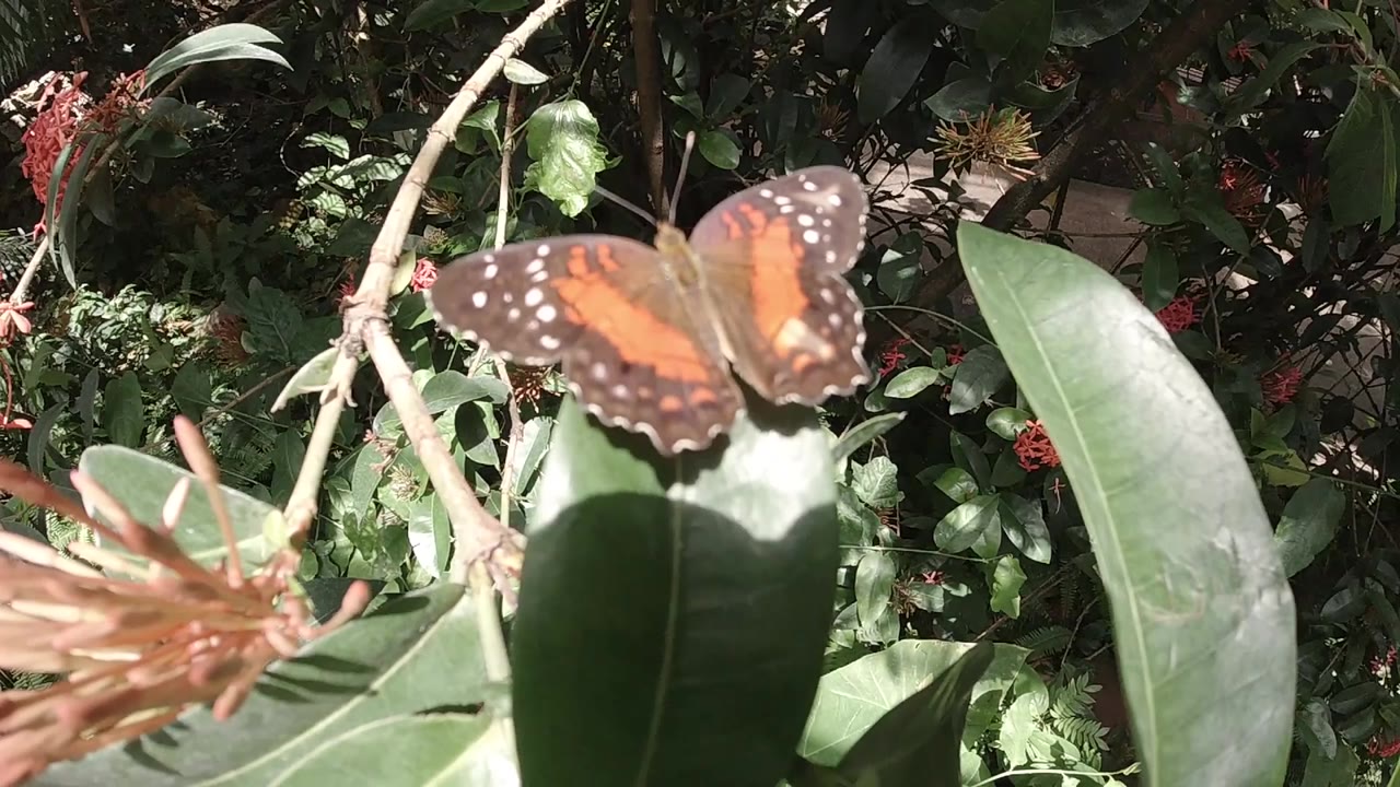 Orange butterfly with black veining and white-spotted wing margins resting on a broad pale green leaf in a Colorado outdoor garden, with a pinkish-orange flower cluster in the lower foreground and dense green foliage behind; no visible people.