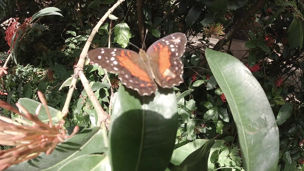 Orange and black butterfly resting on a large pale green leaf in a Colorado outdoor garden, with a pink-orange flower in the lower frame and green garden foliage visible; no visible people.