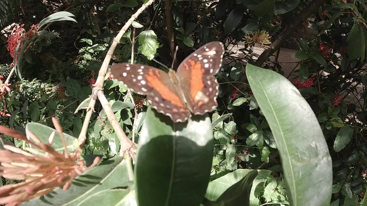 Orange butterfly with wings displayed on a broad leaf, pinkish flower cluster and green garden plants in frame.