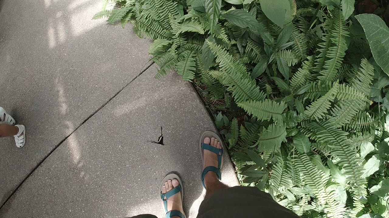 Downward view in a Colorado butterfly sanctuary showing a concrete path, dense ferns on the right, sandaled feet at the bottom, and a small dark butterfly near the center.