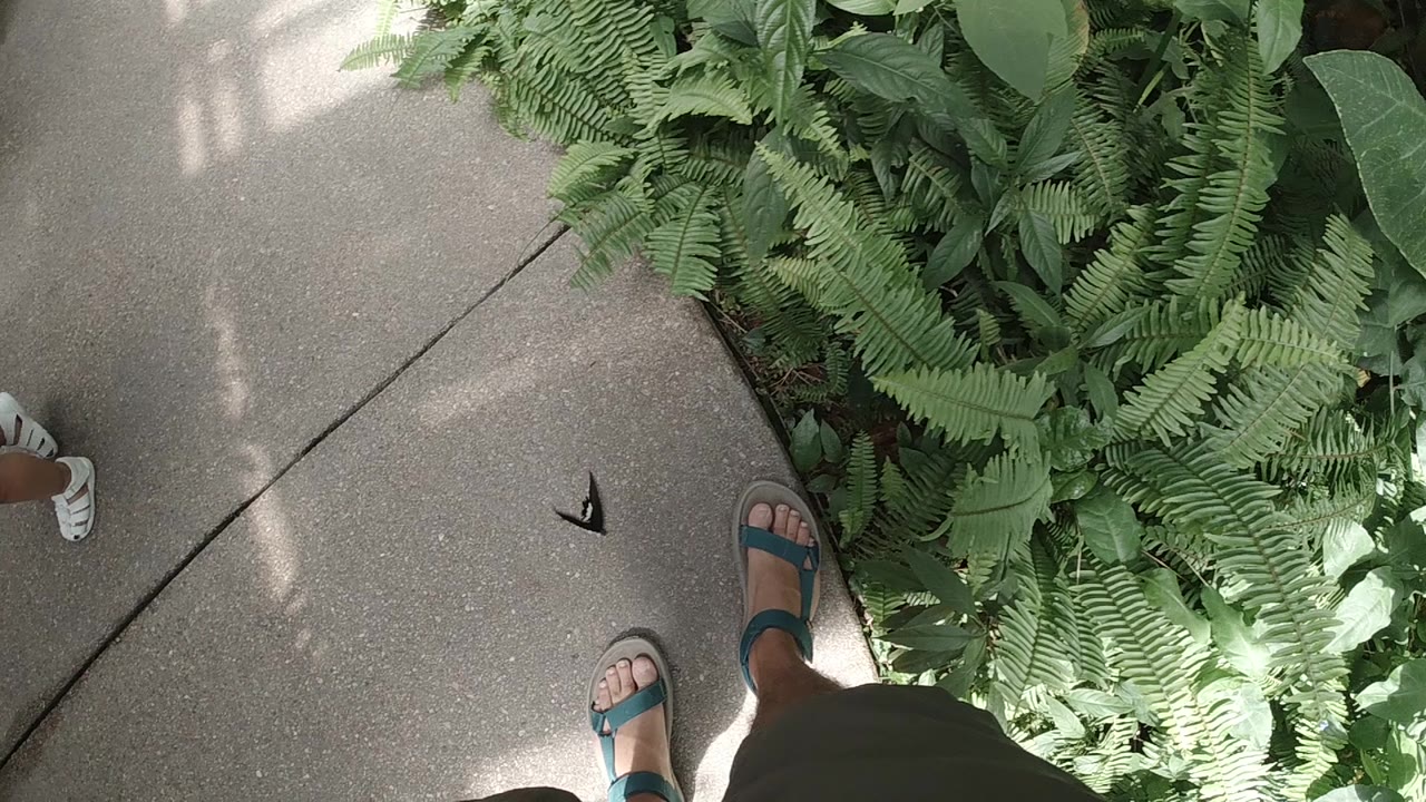 The second frame keeps the same downward Colorado sanctuary angle, with the butterfly still on the walkway and the person's sandaled feet close to the fern border.