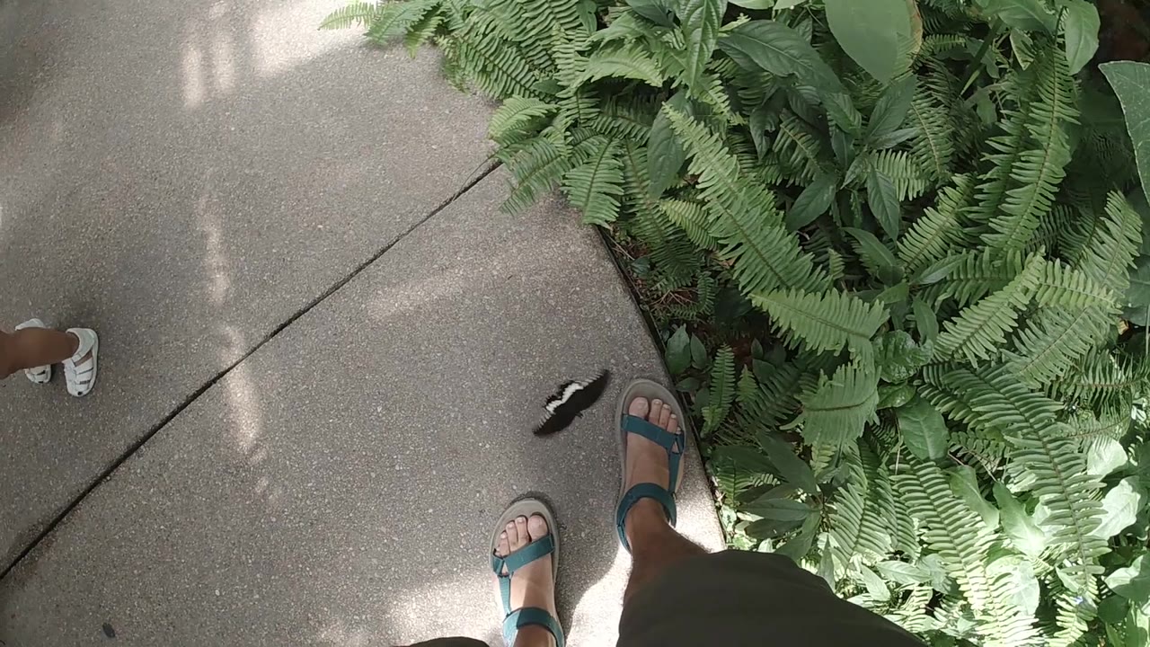 A black-and-white butterfly appears closer to the right foot on the concrete path, with fern leaves filling the right half and partial legs visible at the bottom in the Colorado sanctuary.