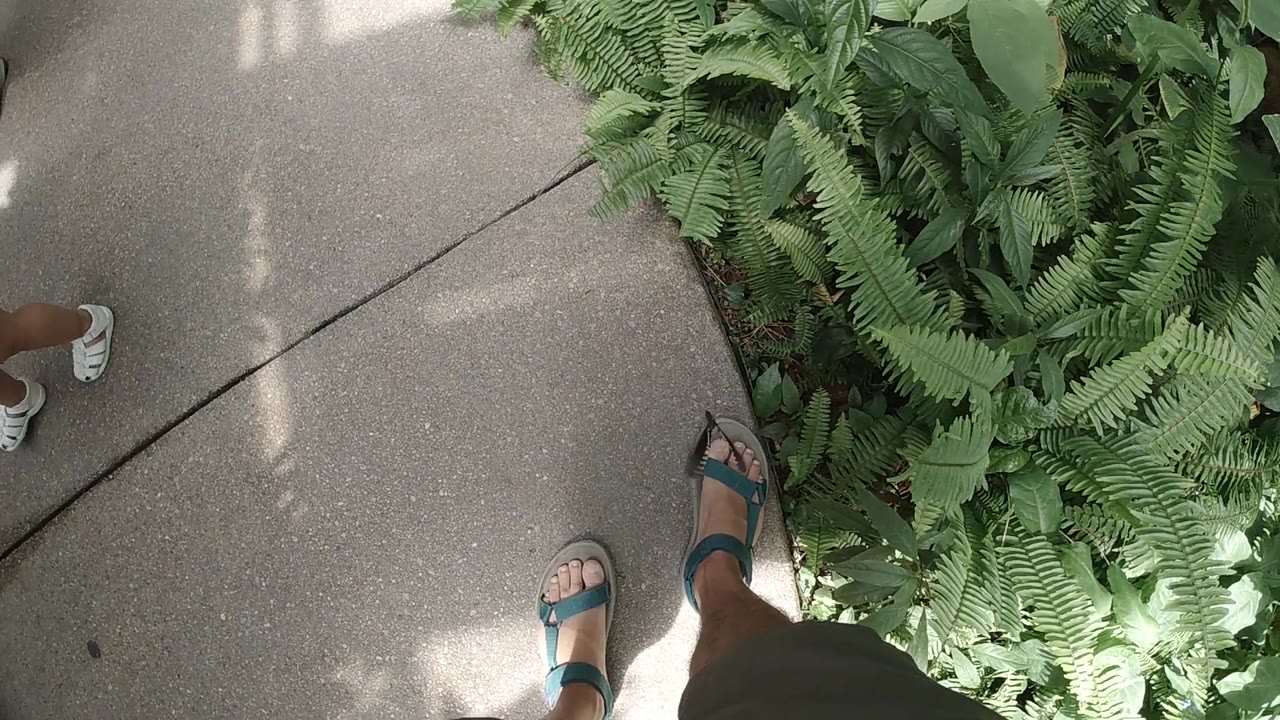 Walkway and ferns with sandaled feet and a butterfly near the lower right.