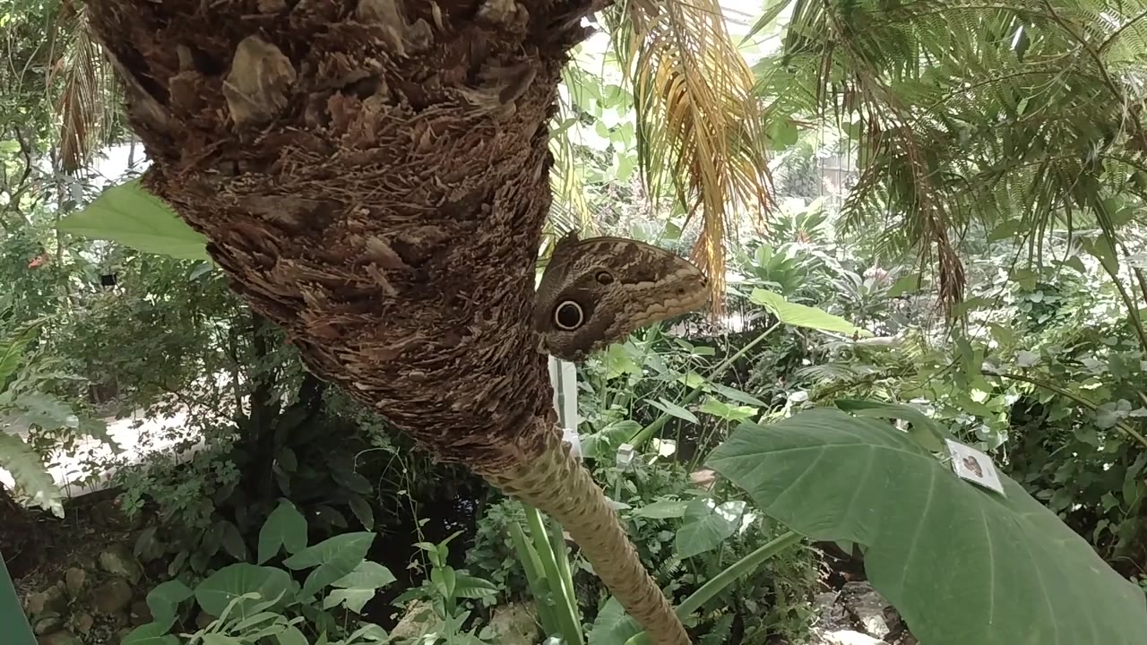 A close view catches the butterfly's head and patterned wing beside a vertical mass of bark, backed by layered green plants in Colorado, with no visible people.