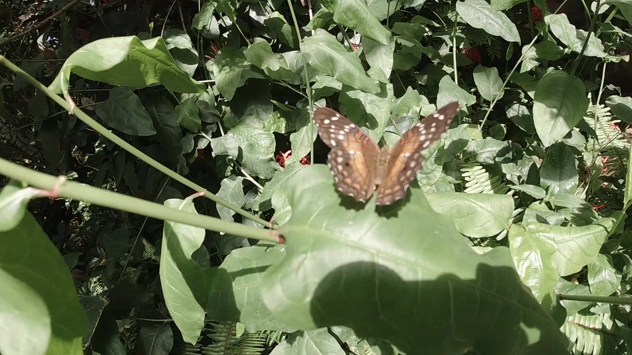 At 0:00, a brown butterfly with pale spots sits open-winged on a broad green leaf in Colorado foliage, with no visible people.