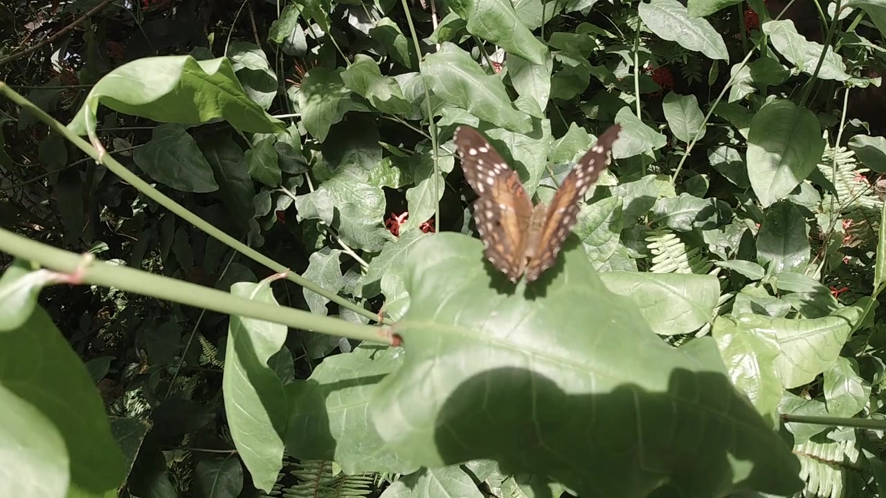 Open-winged butterfly on leaf under hard sunlight