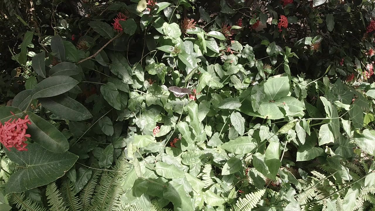 Dense green broadleaf foliage filling the full frame, small red flowers scattered throughout the background.