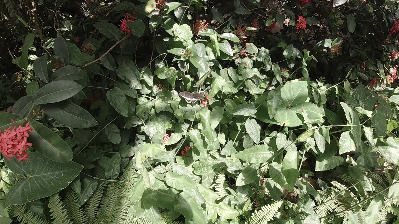 Green broadleaf foliage fills the frame at 0:01 in this Colorado outdoor clip, with small red flowers or berries visible in the background; no people visible.