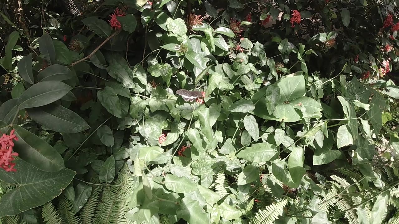 Dense layered green foliage fills the frame at 0:02 with small scattered red flowers or berries; no people visible, Colorado outdoor setting.