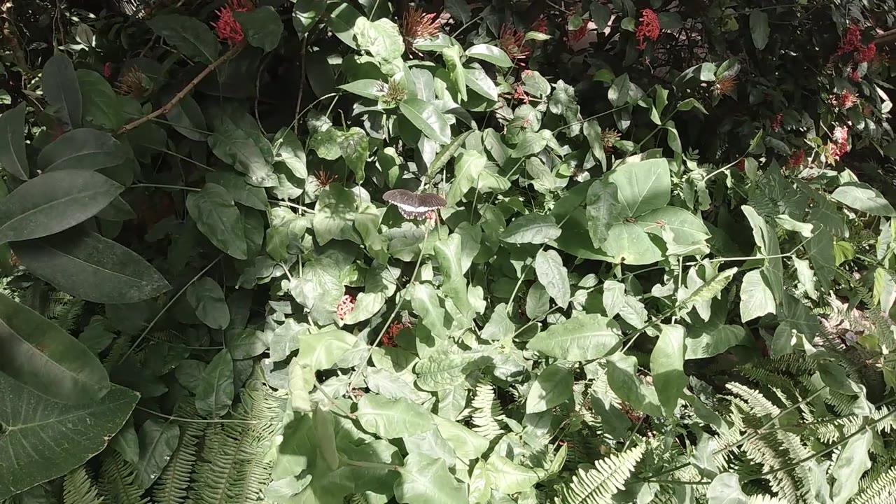 Broadleaf green plants fill the full frame at 0:03 in this Colorado outdoor clip, with small red flowers or berries scattered throughout; no people visible.