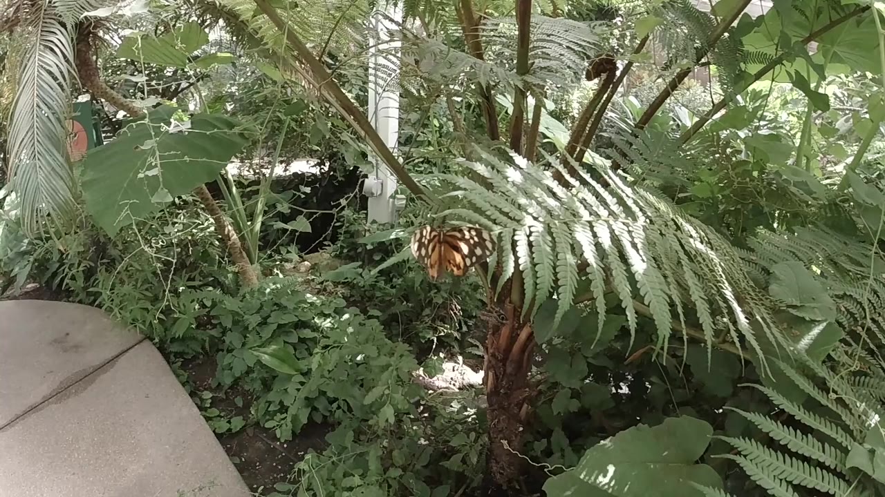 Butterfly near a green fern beside a pale walkway.