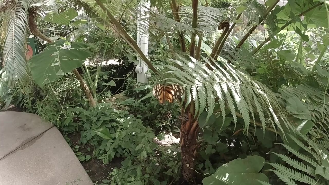 One second in, the butterfly remains small against the fern fronds, with leafy undergrowth and thin trunks filling the Colorado background, no visible people.