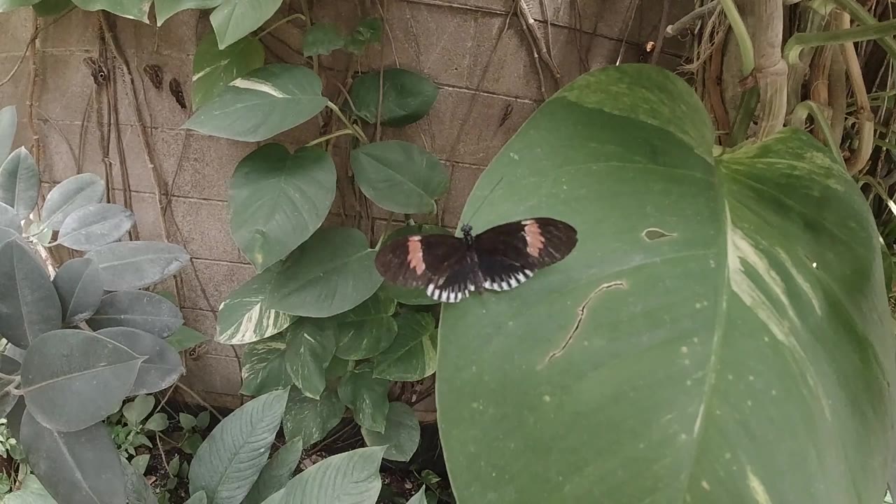 Colorado butterfly clip second frame showing large broad leaves in close-up with a dark butterfly small against the foliage; no visible people