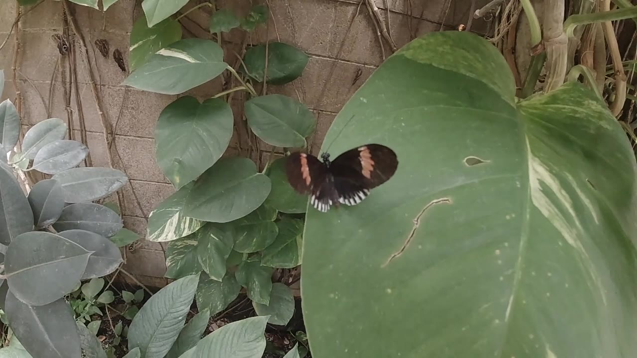 Colorado butterfly clip frame showing broad-leaved vegetation with a dark butterfly positioned in the upper area of the composition; no visible people