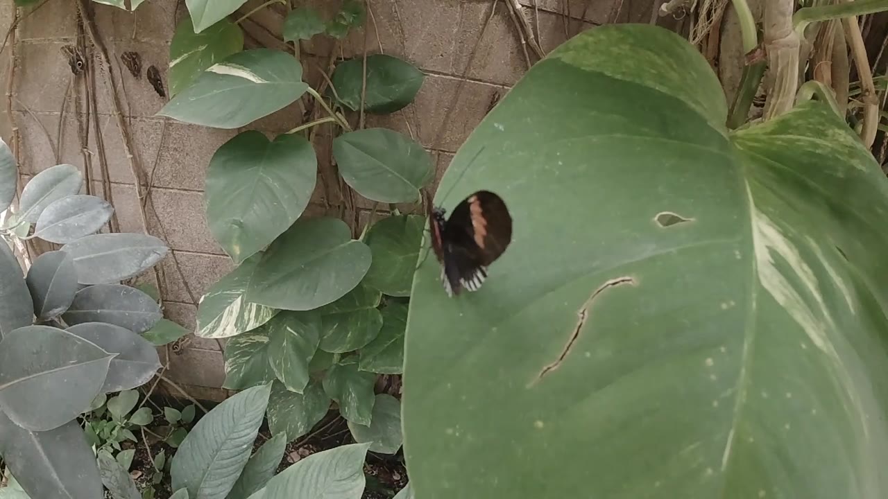 Large green leaves with a dark butterfly becoming slightly more visible in frame