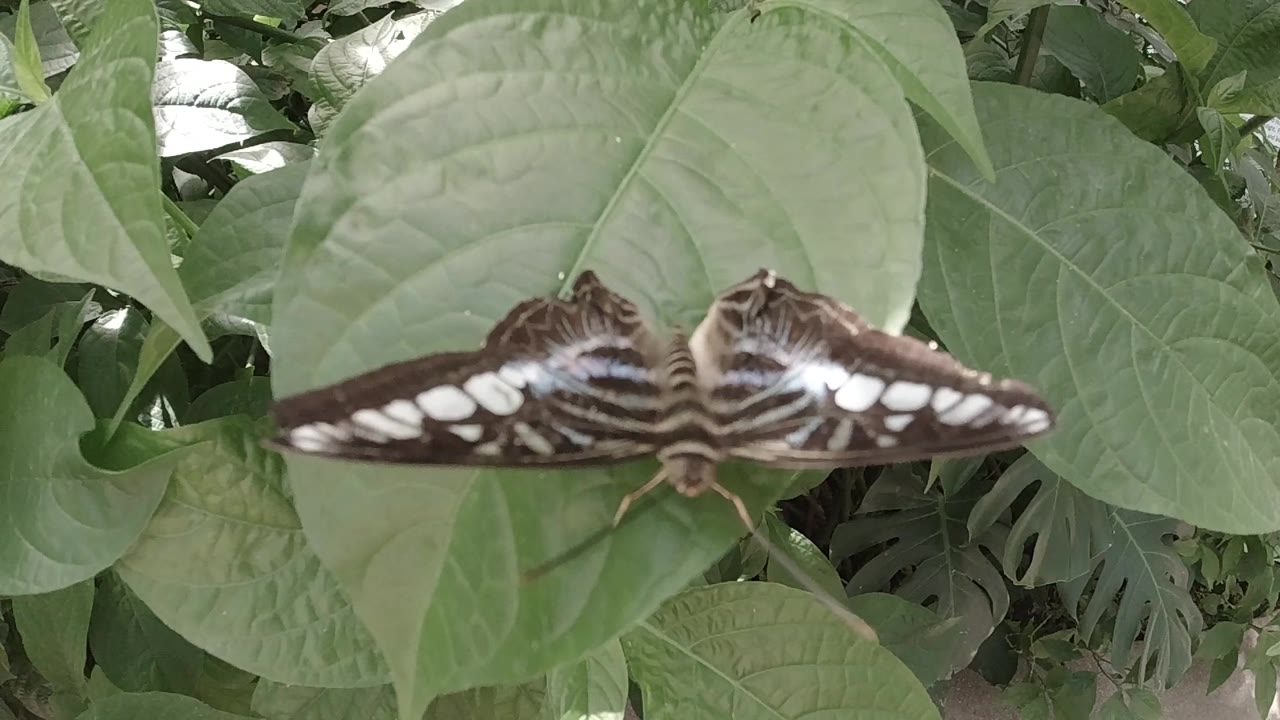At the opening second, a brown and white butterfly rests with wings spread on a large green leaf in a Colorado garden, with no visible people.