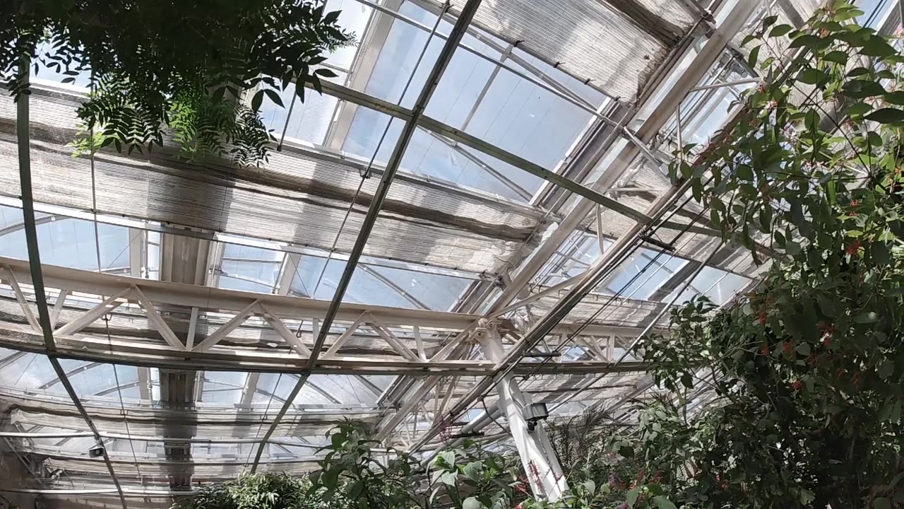 Opening view of a glass-and-metal roof over dense green plants inside a Colorado butterfly sanctuary, with no visible people.