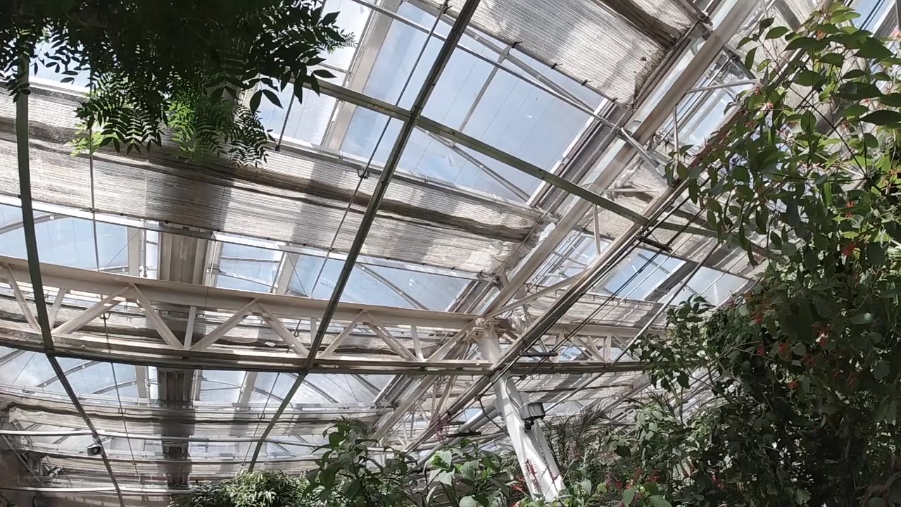 Glass roof panels and white metal trusses fill the frame above leafy plants at the edges, with no visible people.