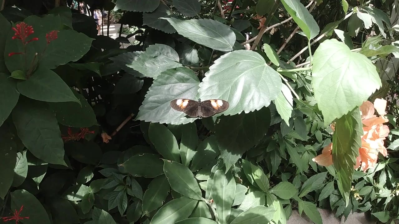 Brown and white butterfly resting on green leaves