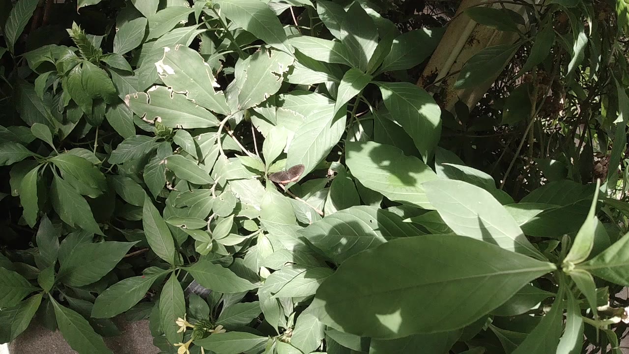 At the start of the Colorado clip, layered green leaves fill the frame while a small brown butterfly sits partly obscured near the lower left, with no visible people.