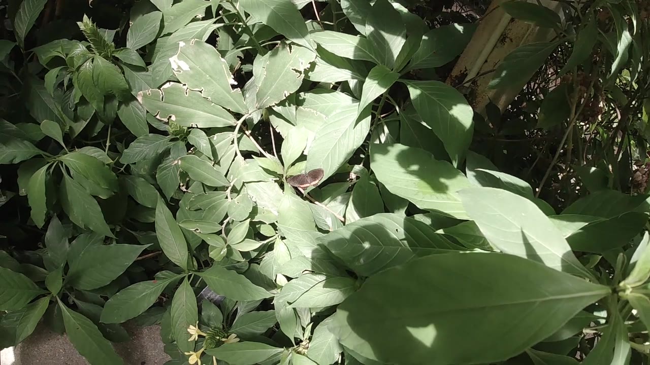 Close foliage with bright leaves and a brown butterfly low in frame.