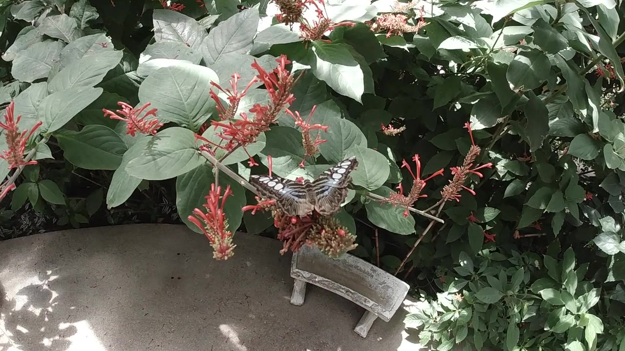 Butterfly on red-orange flowers above green leaves