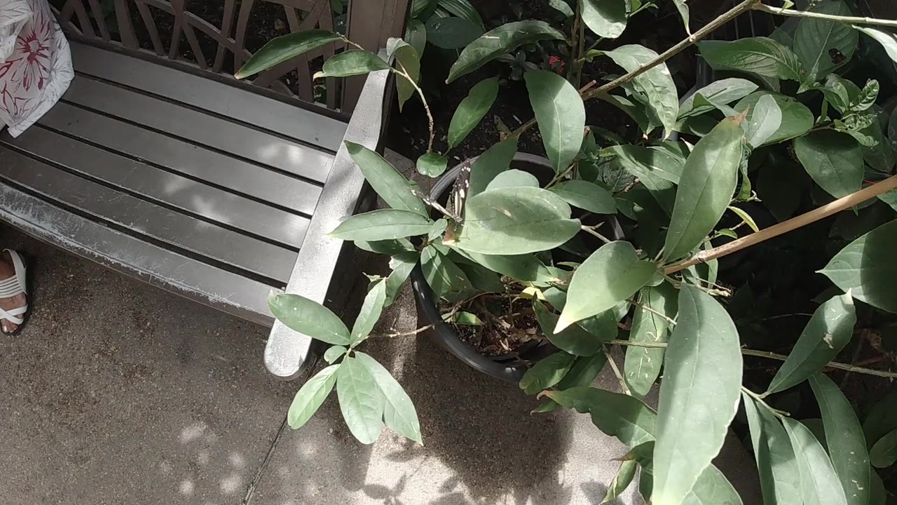 Opening frame shows green oval leaves over sunlit concrete beside gray slats in Colorado, with no visible people.