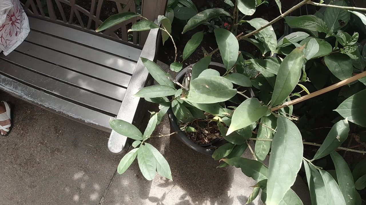 A dense cluster of green leaves fills the right side while gray slats and concrete remain visible at left in Colorado, with no visible people.