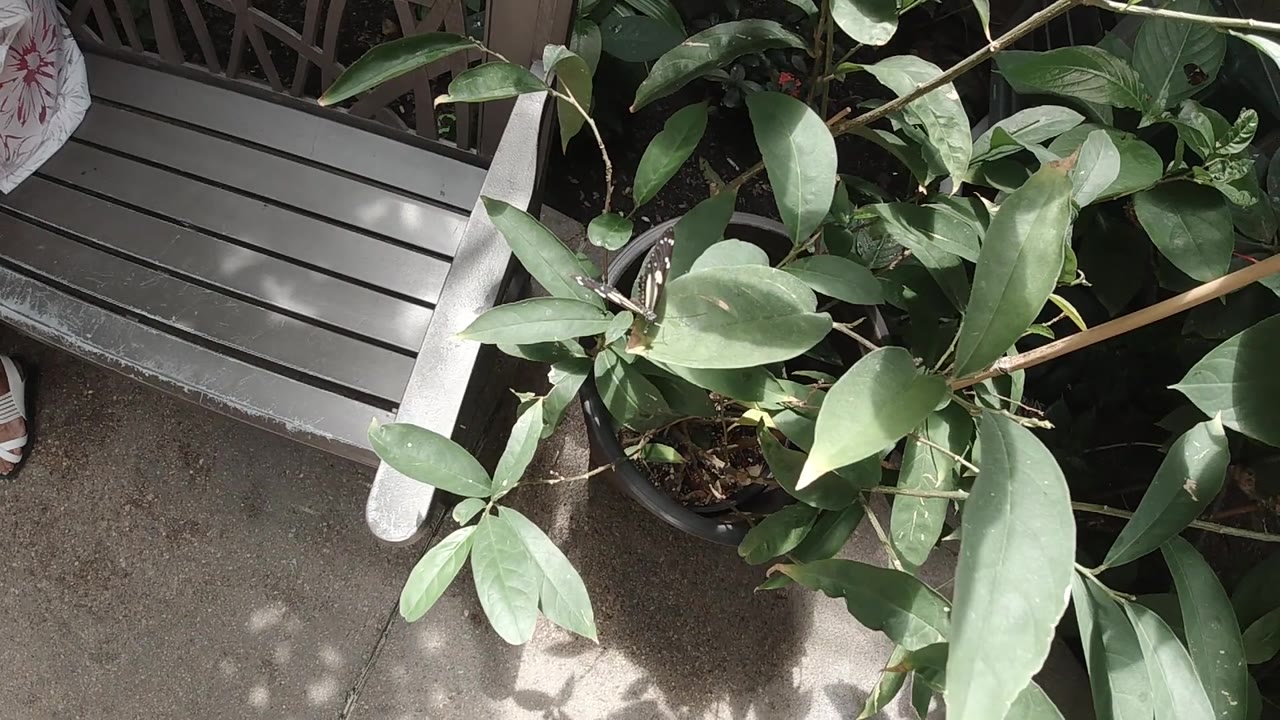 Close view of green leaves with concrete and slats.