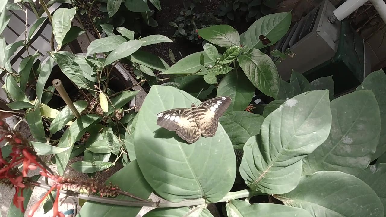 At 0:00, a pale patterned butterfly sits on a broad green leaf in a Colorado garden, with red flower spikes at left and no visible people.