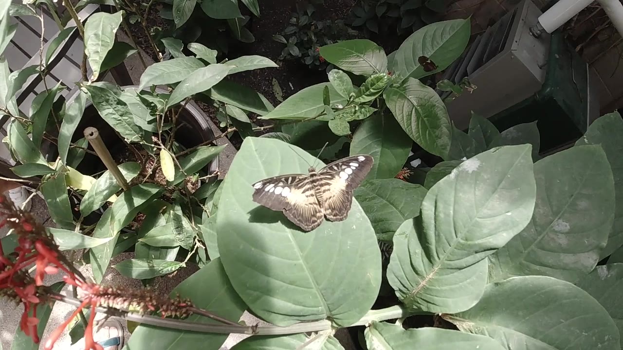 At 0:01, the butterfly remains on the leaf as bright sun highlights the wing pattern and surrounding Colorado garden foliage, with no visible people.