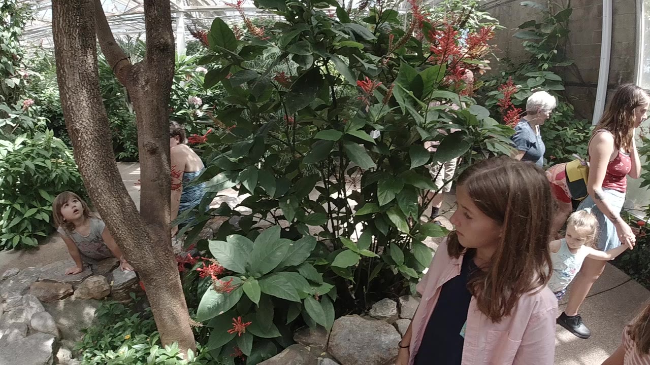 At the start of the Colorado butterfly sanctuary clip, children and adults move along a narrow path beside large green leaves, red flowers, tree trunks, and stone edging.