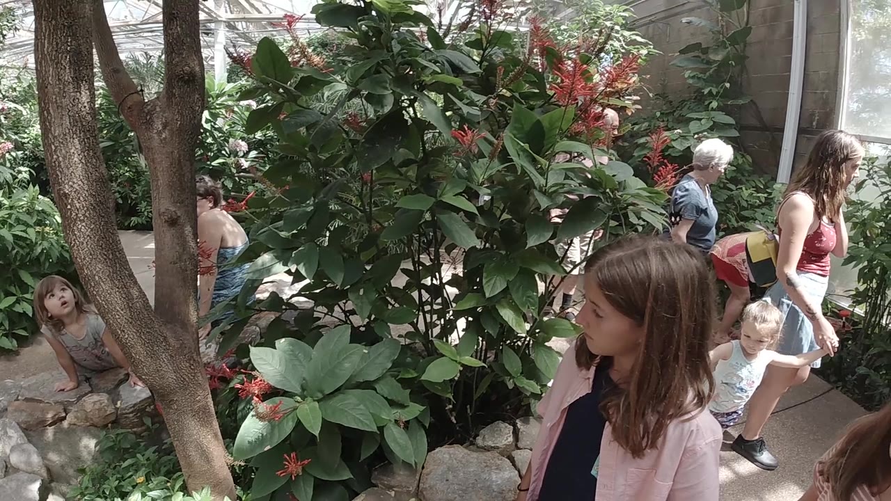 Several visitors, including children, pass a large leafy shrub with red blooms under bright greenhouse windows at the Colorado butterfly sanctuary.