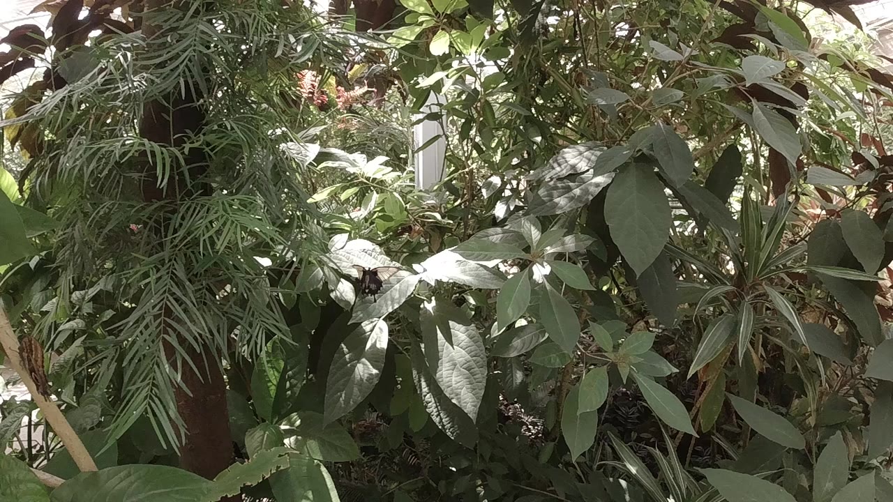 Close foliage in Colorado fills the first frame, with broad matte leaves, thin feathery fronds, woody stems, bright sun flecks, and no visible people.