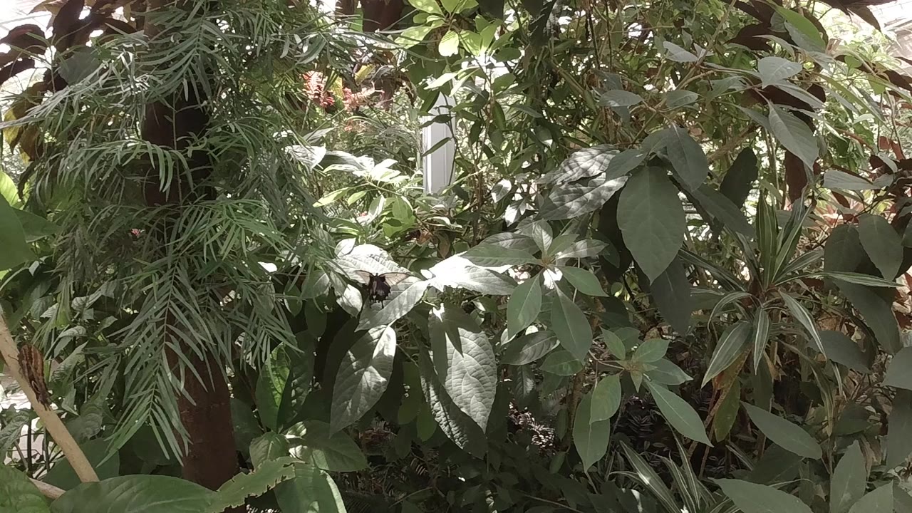 A close Colorado plant view shows layered green leaves and hanging fronds, with a pale vertical structure partly hidden behind the foliage and no visible people.