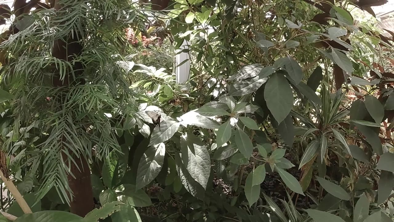 Broad green leaves sit across the center of the Colorado frame while narrow fronds crowd the left edge, with mottled sunlight and no visible people.