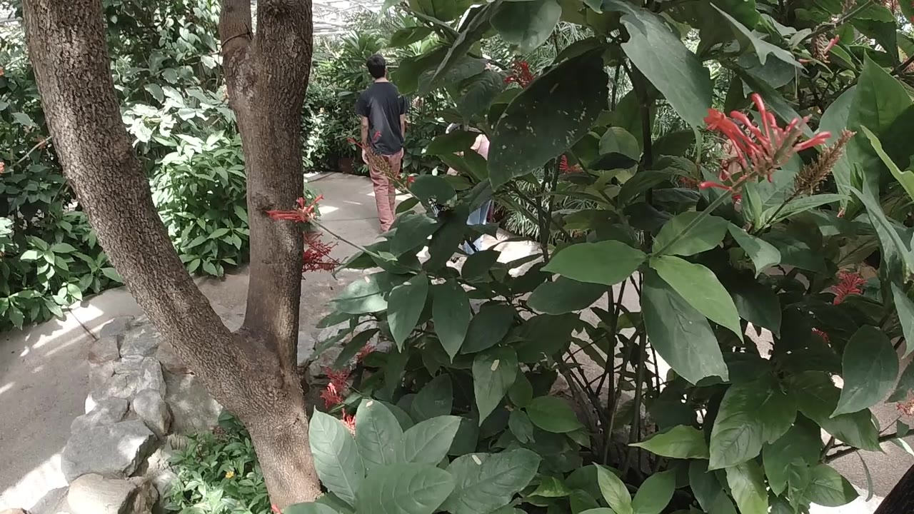 A Colorado sanctuary walkway appears behind a tree trunk and dense leaves, with a visitor in a dark shirt walking away in the background.