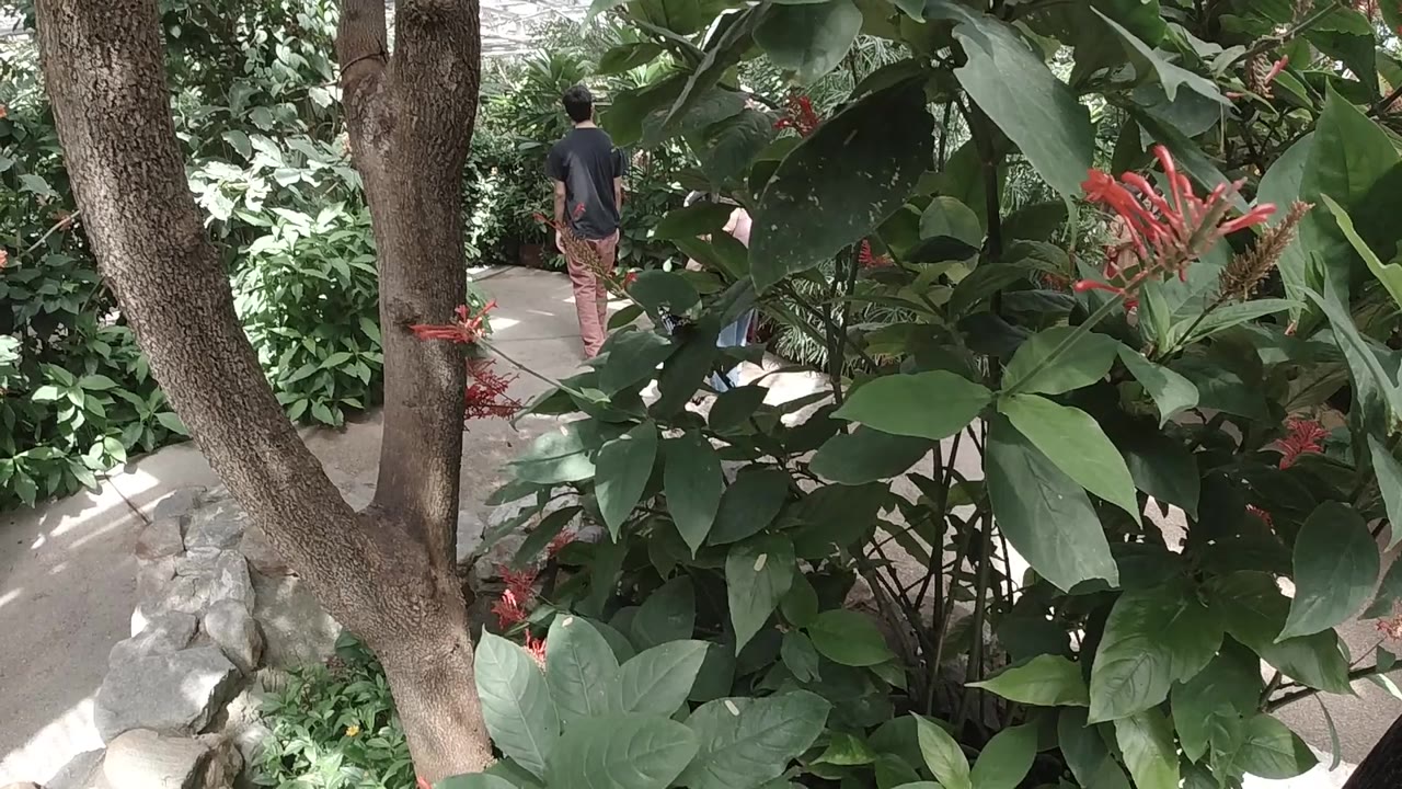 A visitor in a dark shirt and tan pants walks along the concrete path while large green leaves fill the right side of the Colorado sanctuary frame.