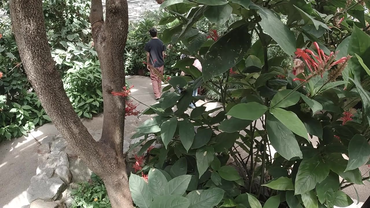 Foreground leaves and red flower spikes partially hide a visitor walking away on a narrow concrete path in the Colorado sanctuary.