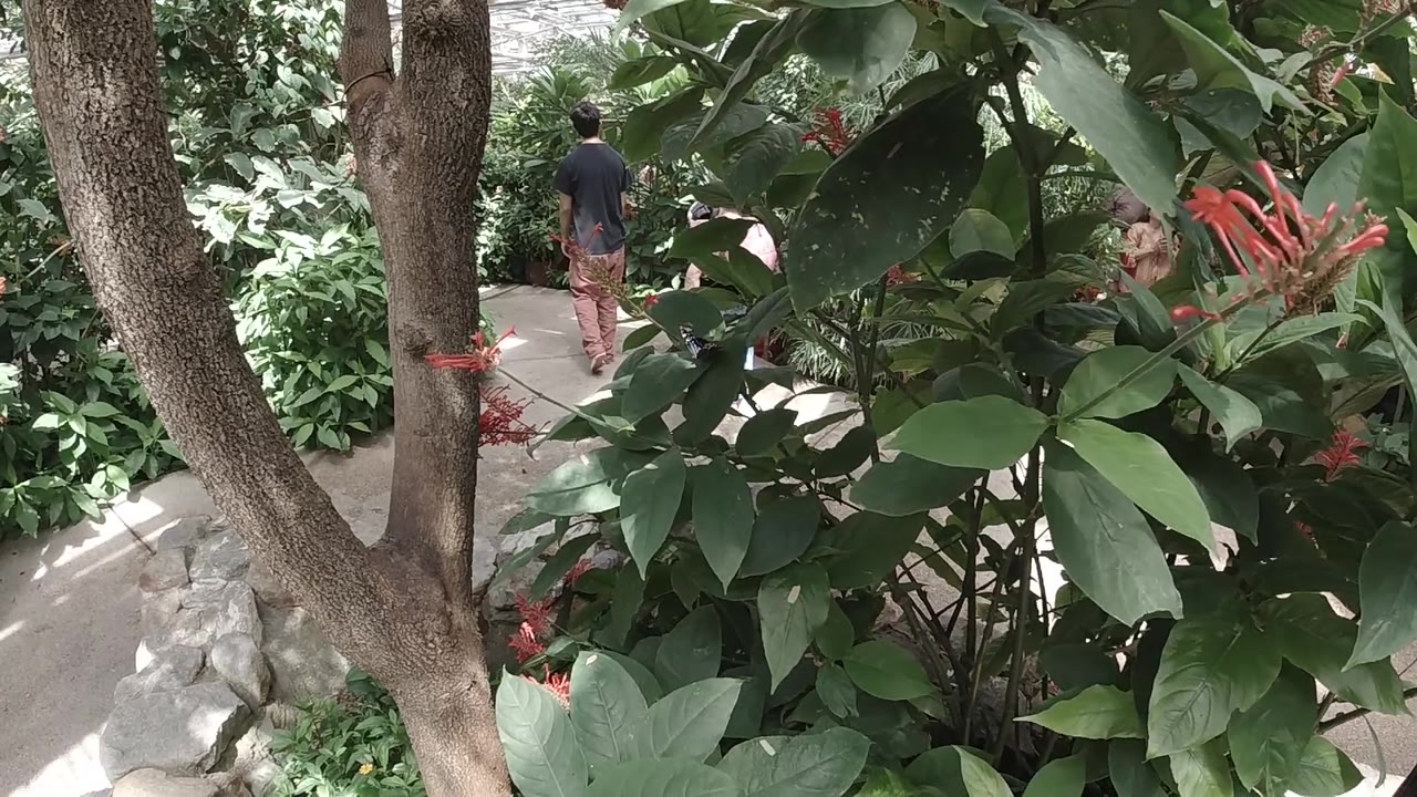 Tree trunk beside dense foliage and a visitor on the walkway.