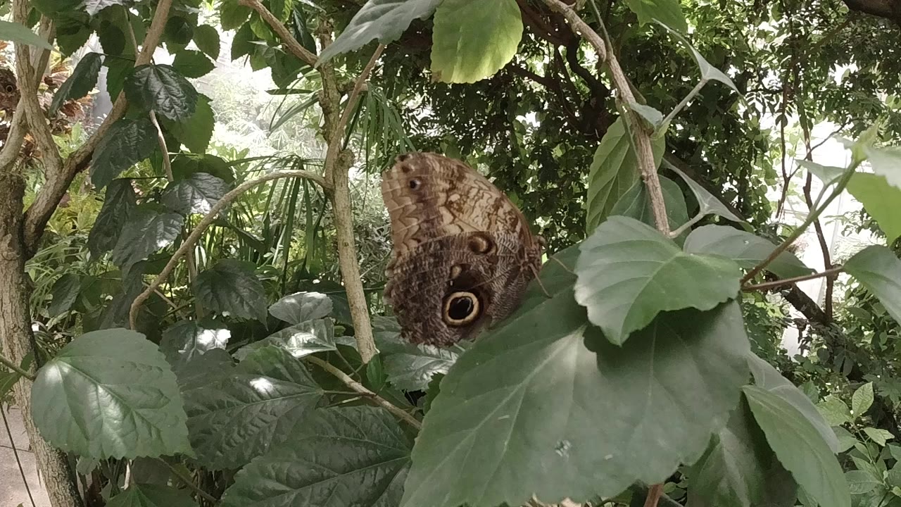 A brown butterfly rests near the upper center of a broad green leaf in Colorado foliage, with branches and overlapping leaves around it and no visible people.
