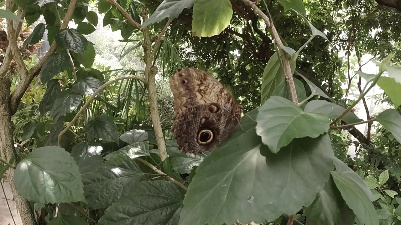 The butterfly sits slightly right of center on the leaf, with its brown wing pattern visible against green leaves and branch stems in Colorado, no visible people.