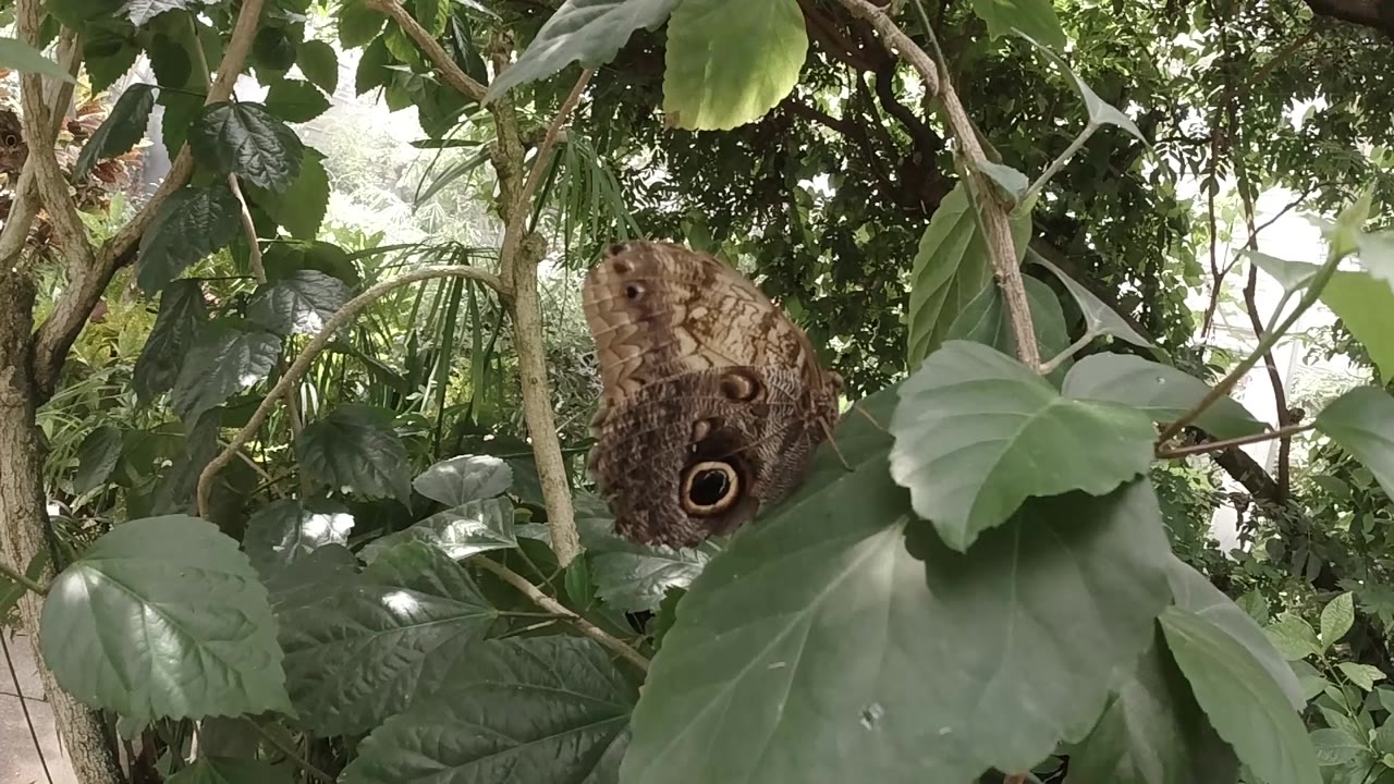 Close view of a brown butterfly resting on foliage.