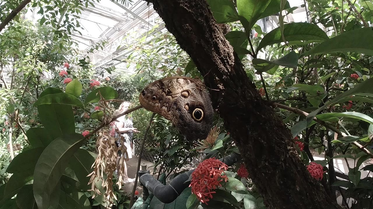 Brown butterfly with large circular eyespot wing markings at rest on dark tree bark in a Colorado forest, red flowering plants at upper left edge, out-of-focus green foliage behind; no visible people.