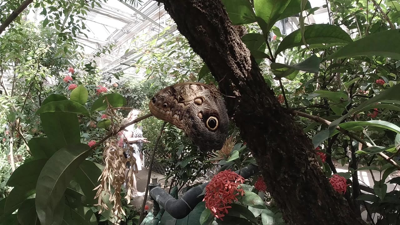 Brown butterfly with concentric-circle eyespot markings resting still on textured dark bark in a Colorado forest setting, red plant element at frame edge and soft-focus green foliage behind; no visible people.