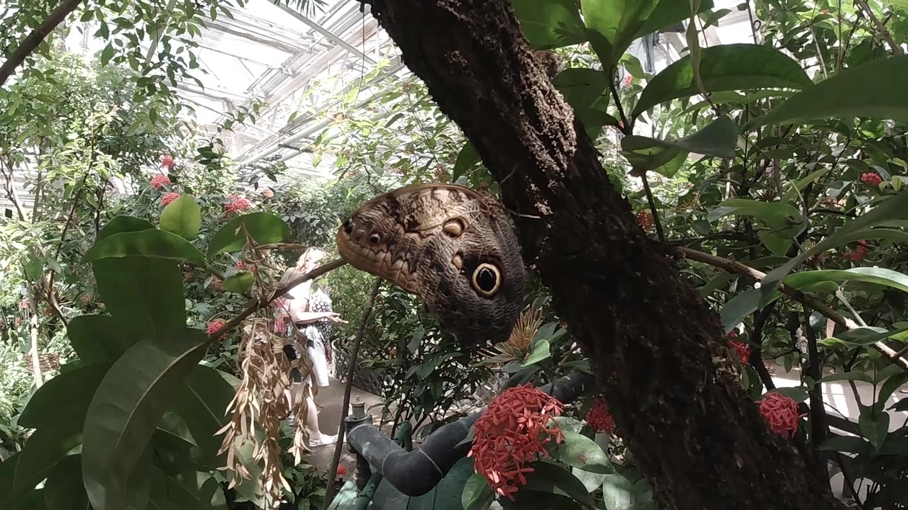 Brown butterfly with bold circular eyespot wing markings resting on dark tree bark in a Colorado forest, red-leafed or flowering plant at upper left, green canopy out of focus; no visible people.