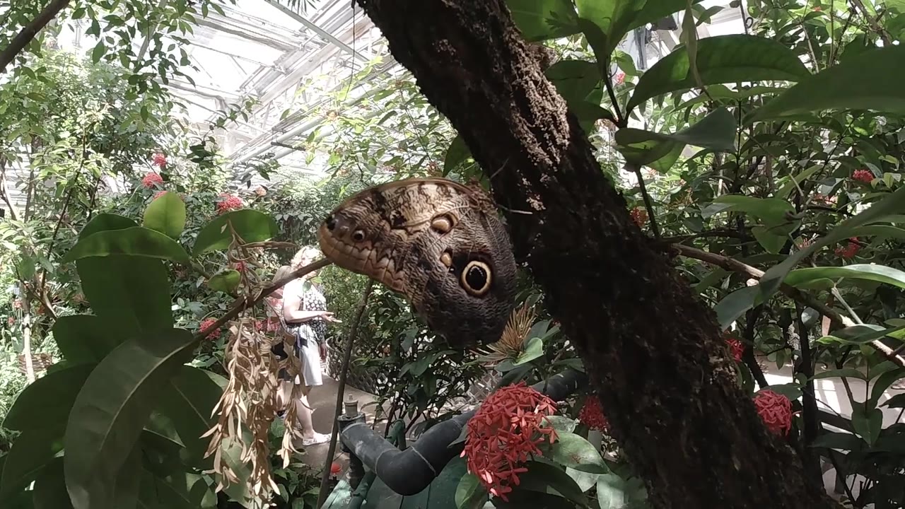 Brown butterfly with large concentric eyespot on bark, red element left, green foliage behind.